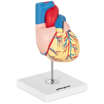 Model srdce rozložitelný na 2 díly originální velikost - Anatomické modely physa