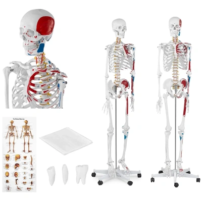 Model kostry člověka životní velikost 180 cm s barevným značením - Anatomické modely physa