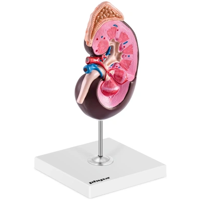 Model ledviny 1,5násobné zvětšení - Anatomické modely physa